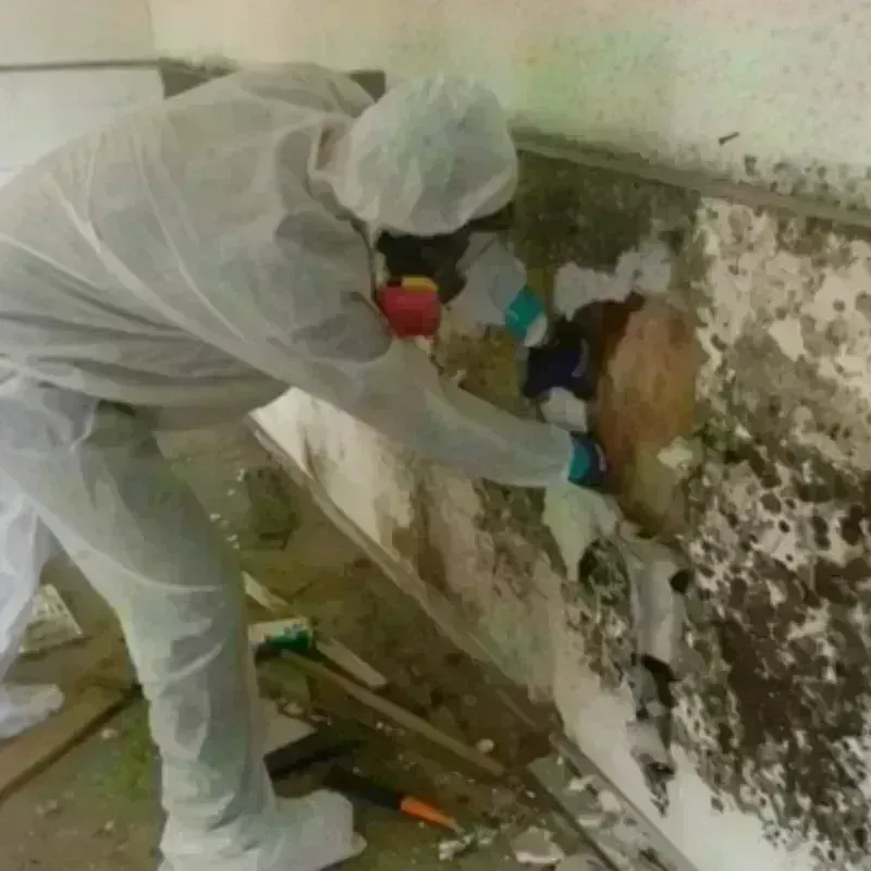 Mold Remediation and Removal in Balm, FL